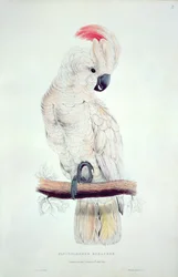 Salmon-Crested Cockatoo